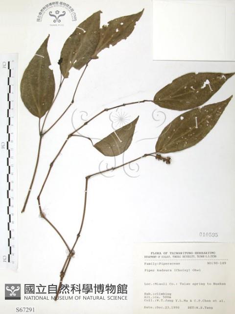 風藤藏品圖，第1張