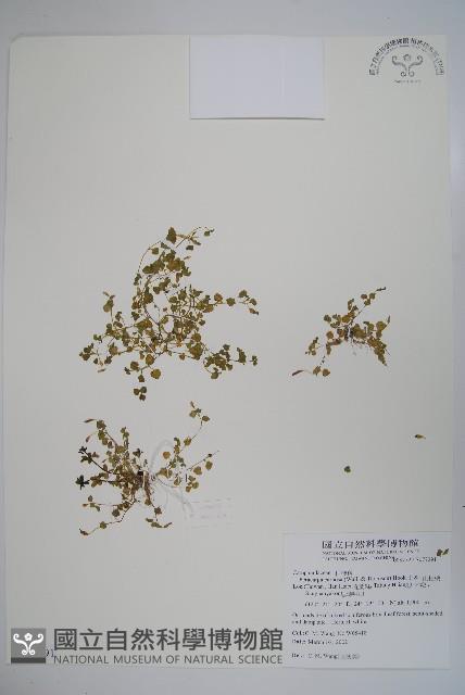 山桔梗藏品圖，第1張