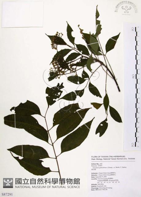 賊仔樹藏品圖，第1張