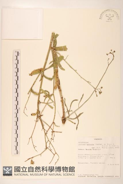 登錄號:S096491藏品圖，第1張