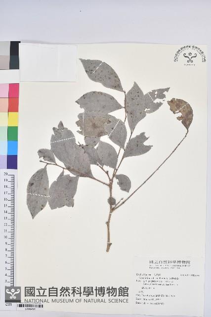 細葉饅頭果藏品圖，第1張