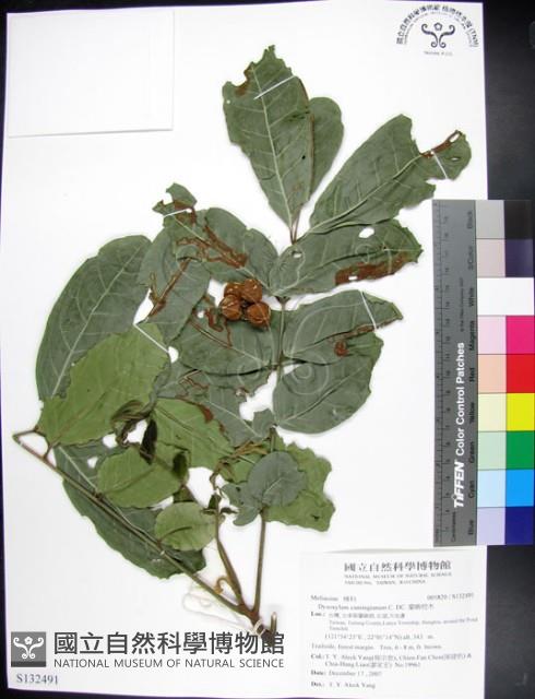 蘭嶼椌木藏品圖，第1張