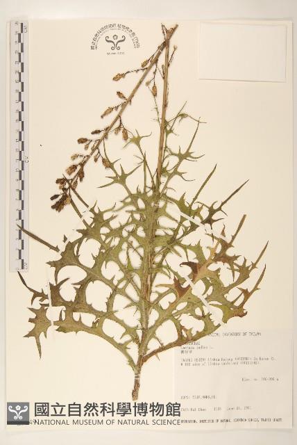 鵝仔草藏品圖，第1張