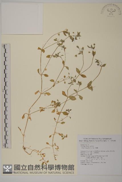 Accession Number:S110491 Collection Image, Figure 1, Total 2 Figures