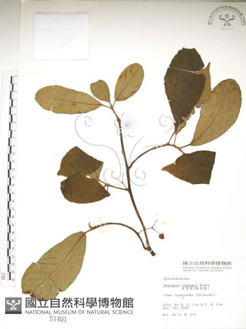 水冬瓜藏品圖，第1張