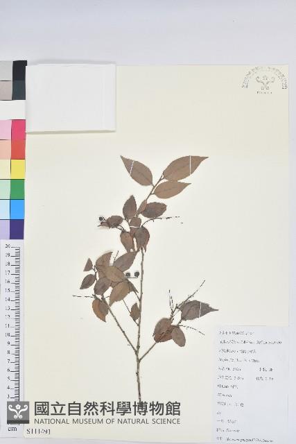 米飯花藏品圖，第1張