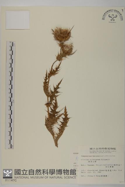 阿里山薊藏品圖，第1張