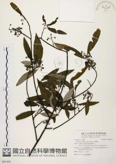 山胡椒藏品圖，第1張