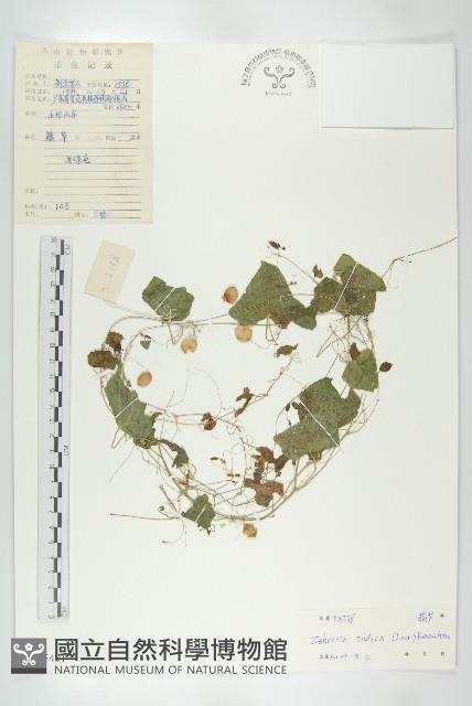 馬交兒藏品圖，第1張