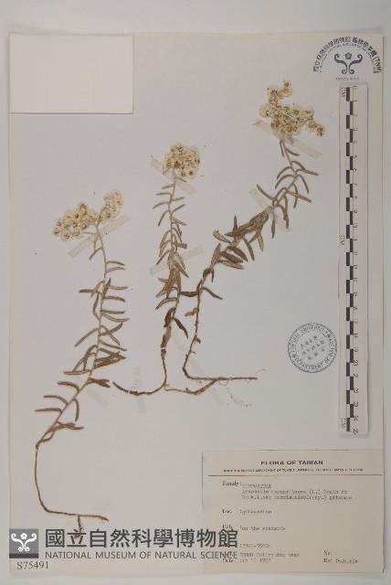 玉山抱莖籟簫藏品圖，第1張