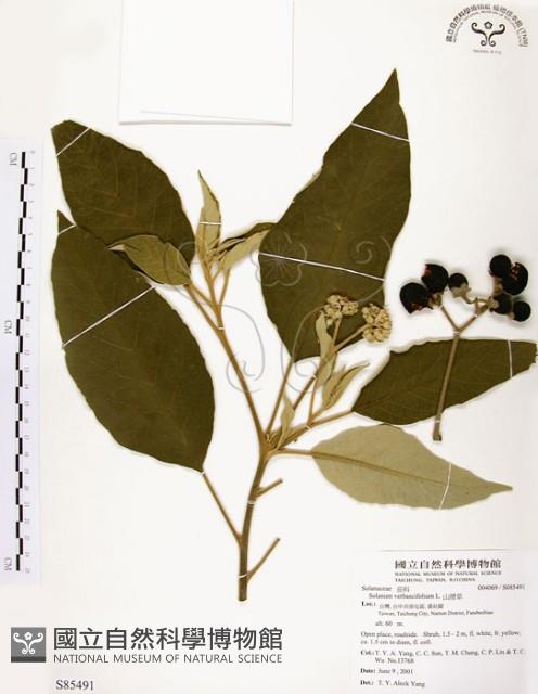 山煙草藏品圖，第1張