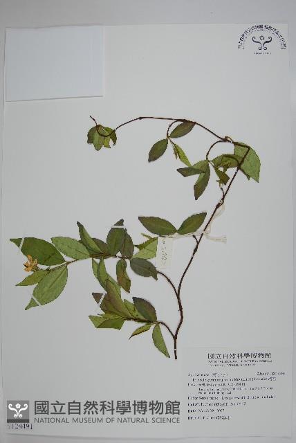 絡石藏品圖，第1張