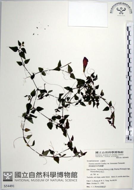 倒地蜈蚣、四角銅鑼藏品圖，第1張