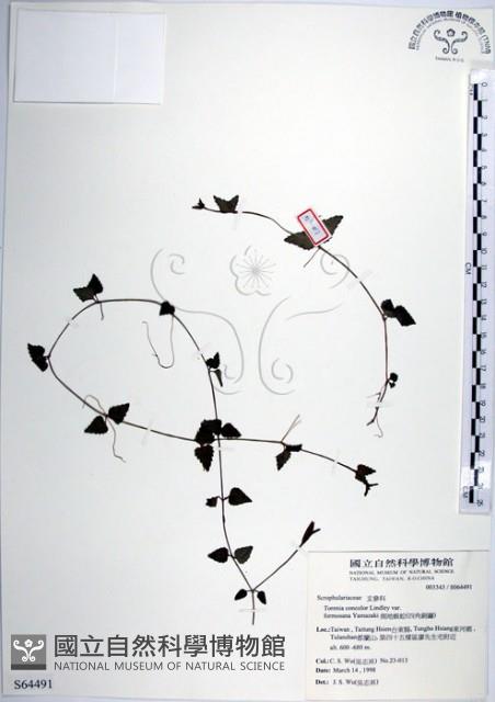 倒地蜈蚣、四角銅鑼藏品圖，第1張