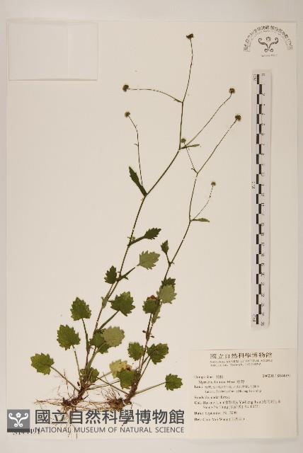 矮菊藏品圖，第1張