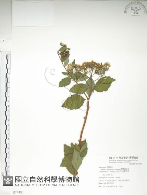 臺灣繡線菊藏品圖，第1張