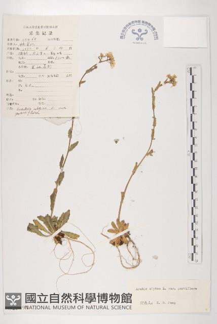 小花南芥藏品圖，第1張