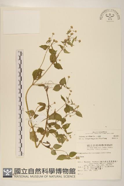 小米菊藏品圖，第1張