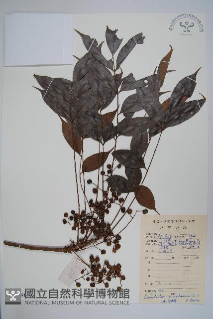 野漆、木臘樹藏品圖，第1張