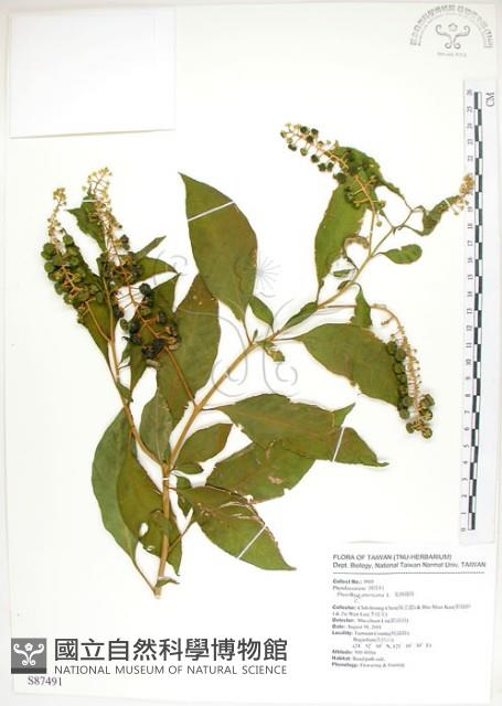 美洲商陸藏品圖，第1張