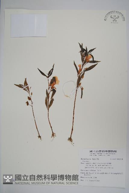 登錄號:S122191藏品圖，第1張