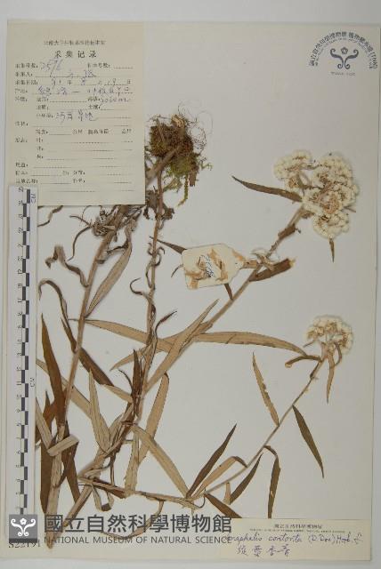 旋葉香青藏品圖，第1張