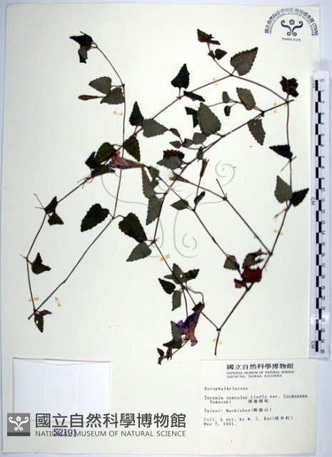 倒地蜈蚣、四角銅鑼藏品圖，第1張