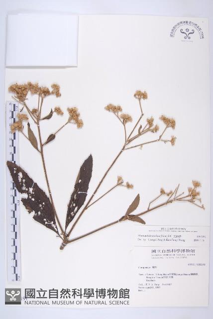 艾納香藏品圖，第1張