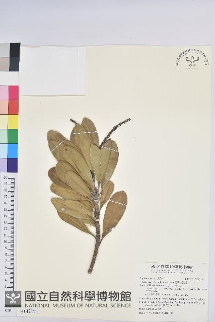 蘭嶼土沉香藏品圖，第1張