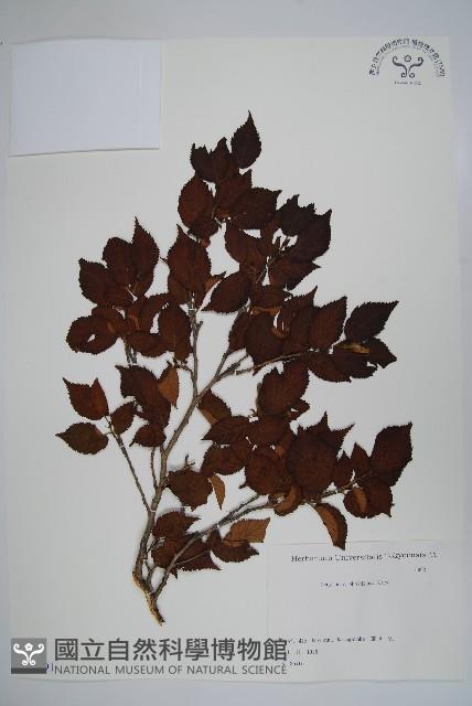 日本榛藏品圖，第1張