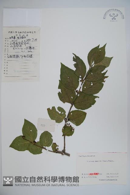 金銀忍冬藏品圖，第1張