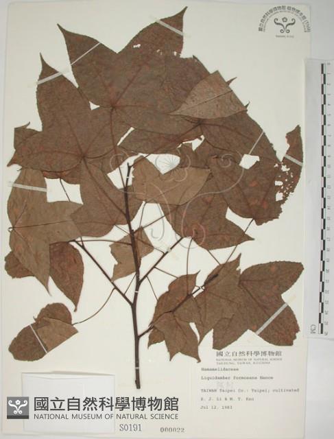 楓香、楓樹藏品圖，第1張