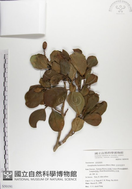 呂宋毛蕊木藏品圖，第1張