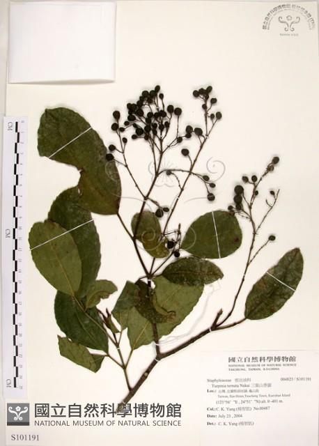 三葉山香圓藏品圖，第1張