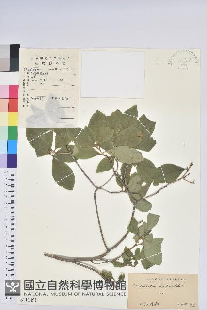 迎紅杜鵑藏品圖，第1張