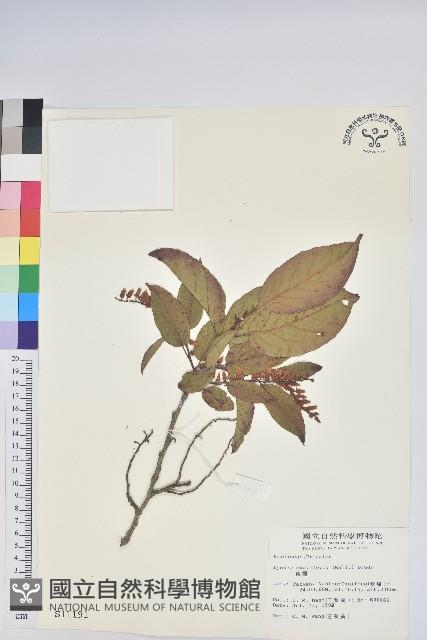 南燭藏品圖，第1張