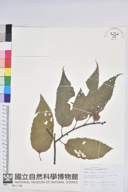 錐栗藏品圖，第1張