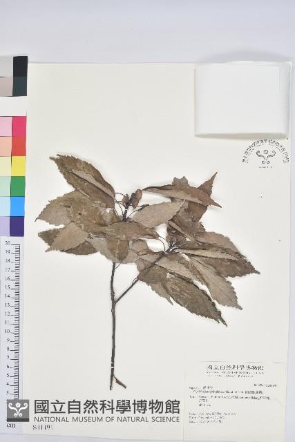 青剛櫟、鐵椆藏品圖，第1張