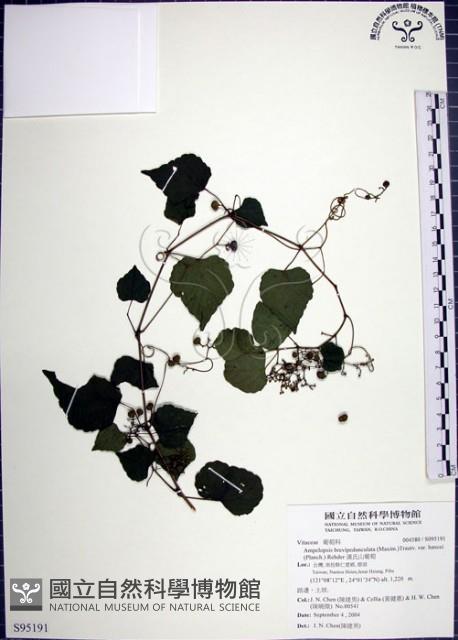 漢氏山葡萄藏品圖，第1張