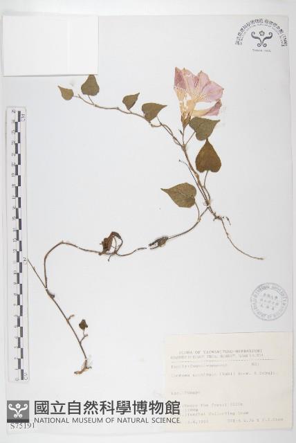 銳葉牽牛藏品圖，第1張