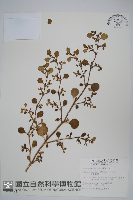 假海馬齒藏品圖，第1張