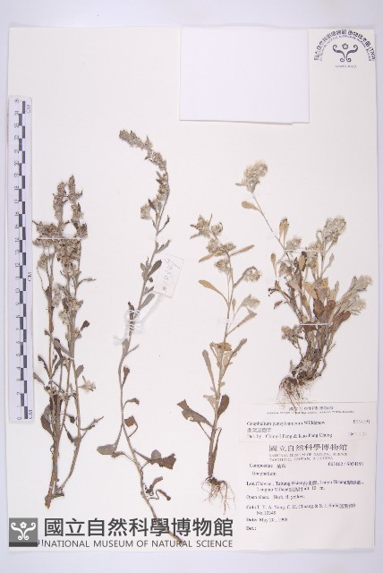 匙葉鼠麴草藏品圖，第1張