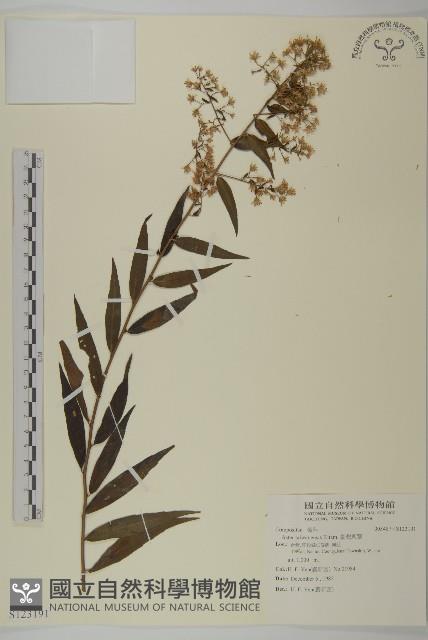 臺灣馬蘭藏品圖，第1張