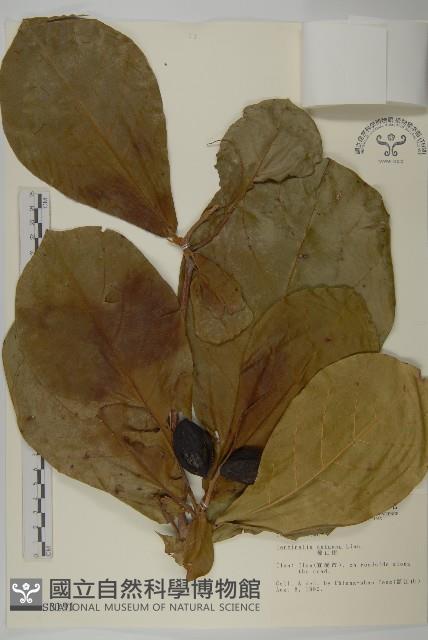 欖仁藏品圖，第1張