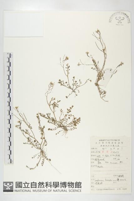 碎米薺藏品圖，第1張