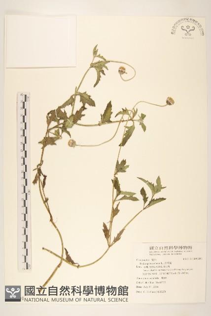 長柄菊藏品圖，第1張