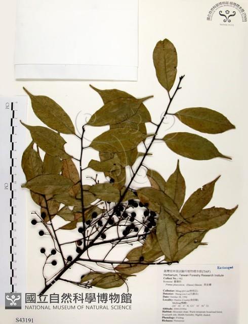 墨點櫻桃、黑星櫻藏品圖，第1張