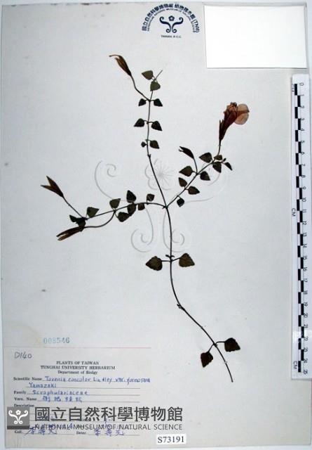 倒地蜈蚣、四角銅鑼藏品圖，第1張