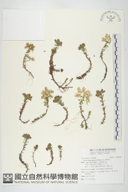 玉山佛甲草藏品圖，第1張