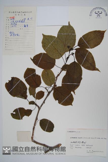 軟棗獼猴桃藏品圖，第1張